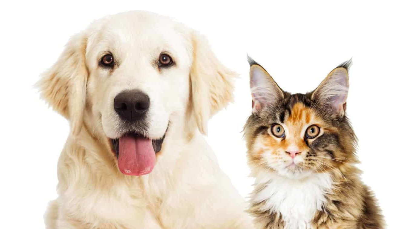 Yellow dog with a tan and white cat